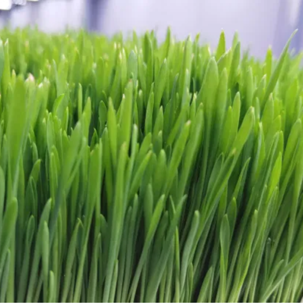 Wheatgrass